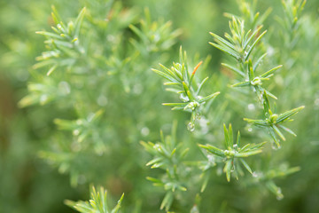 Christmas background, Pine tree background, closeup