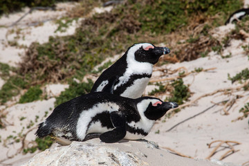 Pinguine am Boulders Beach in Südafrika