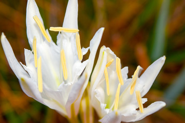 Białe piękne kwiaty © Natalia