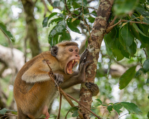 Toque Macaque Monkey in Wilpattu National Park, Sri Lanka