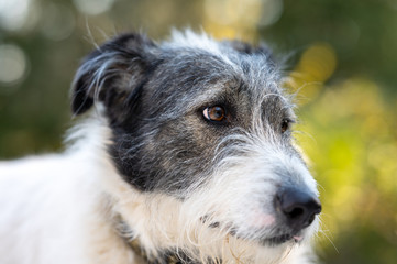 Terrier