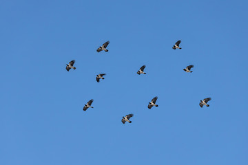 A flock of crows with light wings is flying on the blue sky background
