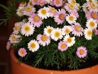 daisies on pot at garden