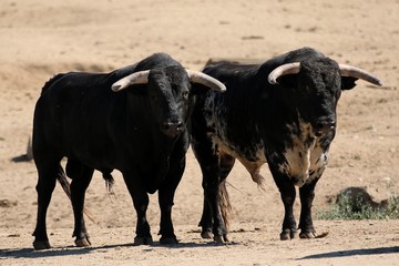 Bull in spain in the green field