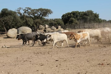 Bull in spain in the green field