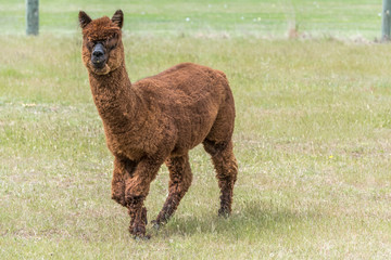 Fototapeta premium brown flocculent alpaca wandering in green field, near Wanaka, New Zealand