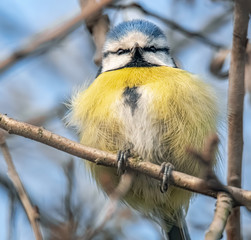 Zerzauste Blaumeise im Sonnenschein
