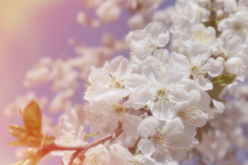 Fototapeta premium Flowering cherry branch against the blue sky. Spring time