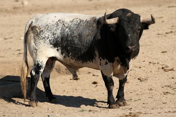 Bull in spain in the green field