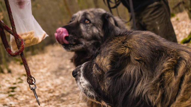 two caucasian shepherd bitches demanding reward for obedience