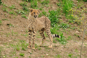 Predatory look of young leopard in nature