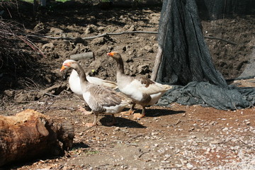 ducks strolling in the garden