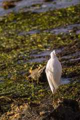waiting for the tide