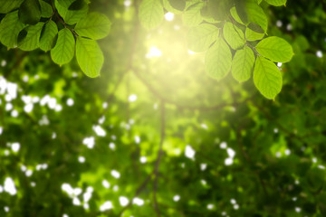 Fototapeta na wymiar Natural green leaves on bokeh with sun light and blurred greenery background in garden with copy space. Safe world and ecology concept.