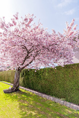 Naklejka premium Beautiful sakura spring nature and urban background. Branches of blossoming with soft blue sky and white clouds. For easter and spring greeting cards with copy space.