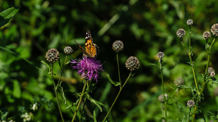 Butterfly on a field flower in July close-up