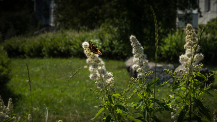Butterfly Danaida monarch on a luxurious white flower in July in the Urals