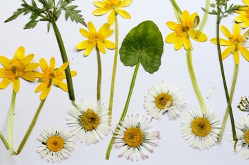 Pressed springtime wild flowers, daisies and lesser celandine, a fresh yellow, white and green springtime botanical image 