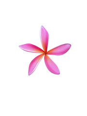 Beautiful pink plumeria flowers isolated on White background.