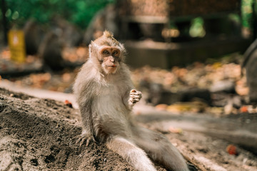 A funny monkey is sitting on the ground and holding something in its paw, looking directly at the camera. Portrait of a young funny monkey.