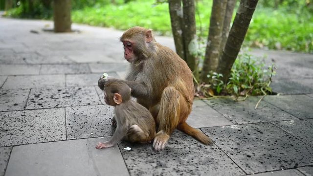 Rhesus macaque mother monkey with her cute baby child eating and playing in tropical nature forest park of Hainan, China. Wildlife scene with danger animal. Macaca mulatta slow motion video