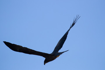 kite with a wing span against a blue sky