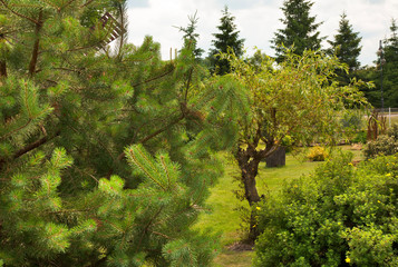 Polish garden near Krasnobrod in june. Poland