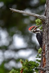 woodpecker on tree