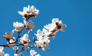 Magnolia tree blossom.