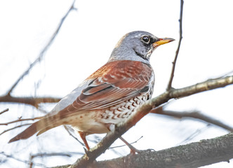 Drossel im Sonnenlicht