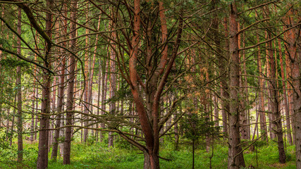 Arboles de un bosque de pinos en Eslovaquia