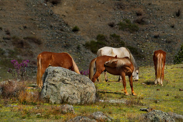 Russia. The South Of Western Siberia. Mountain Altai. Freely grazing horses along the Chui tract.