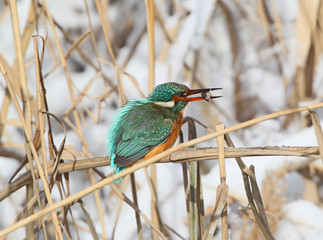 Common kingfiser with fish in its beak sits on the reed