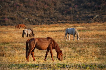 Russia. The South Of Western Siberia. Mountain Altai. Freely grazing horses along the Chui tract.