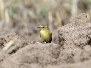 The common chiffchaff (Phylloscopus collybita) sits on the ground
