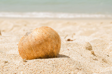 Paradise coconut