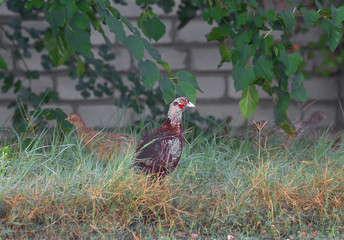 A young pheasant is shot in a thick grass against a brick wall
