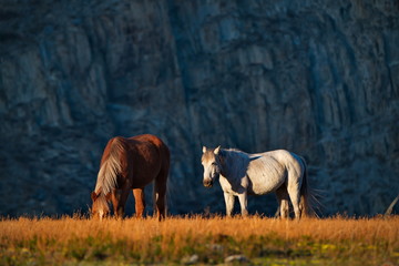 Fototapeta na wymiar Russia. The South Of Western Siberia. Mountain Altai. Freely grazing horses along the Chui tract.
