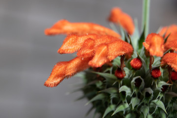 Lion ear flowers showing detail close up