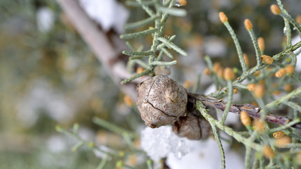 cypress evergreen coniferous tree image