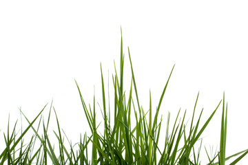 Fresh Green Lawn Grass on a White Background