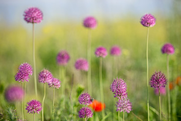 Allphotokz Grass 20160508 6377 D810 S