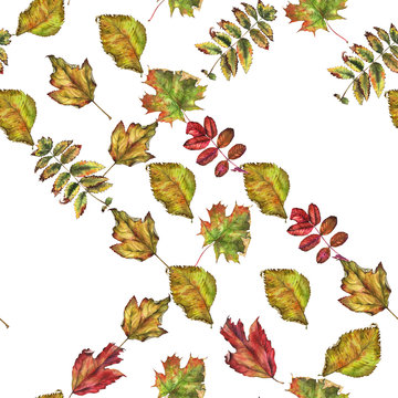 different autumn leaves hand-painted watercolor on a white background, endlessly repeating pattern, orange, red, yellow and green leaves of maple, Rowan, elm, pattern for printing Wallpaper and fabric