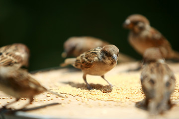  Group of Sparrow eating seeds bird food , close up