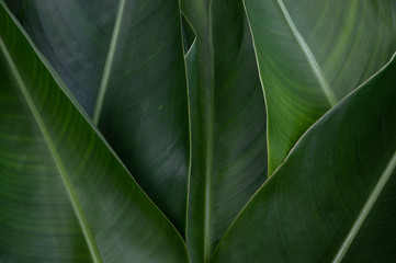 Green leaves texture for background