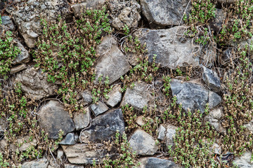 Old stone wall overgrown with plants.