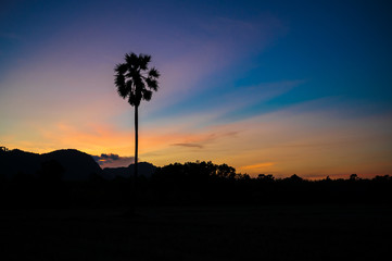 Silhouette of palm tree in field and mountain with colourful sunset sky