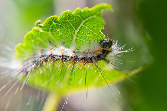
silkworm caterpillar on a leaf