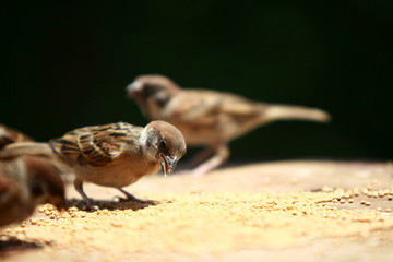  Group of Sparrow eating seeds bird food , close up