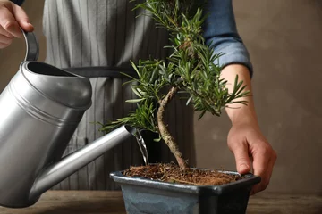 Deurstickers Woman watering Japanese bonsai plant, closeup. Creating zen atmosphere at home © New Africa